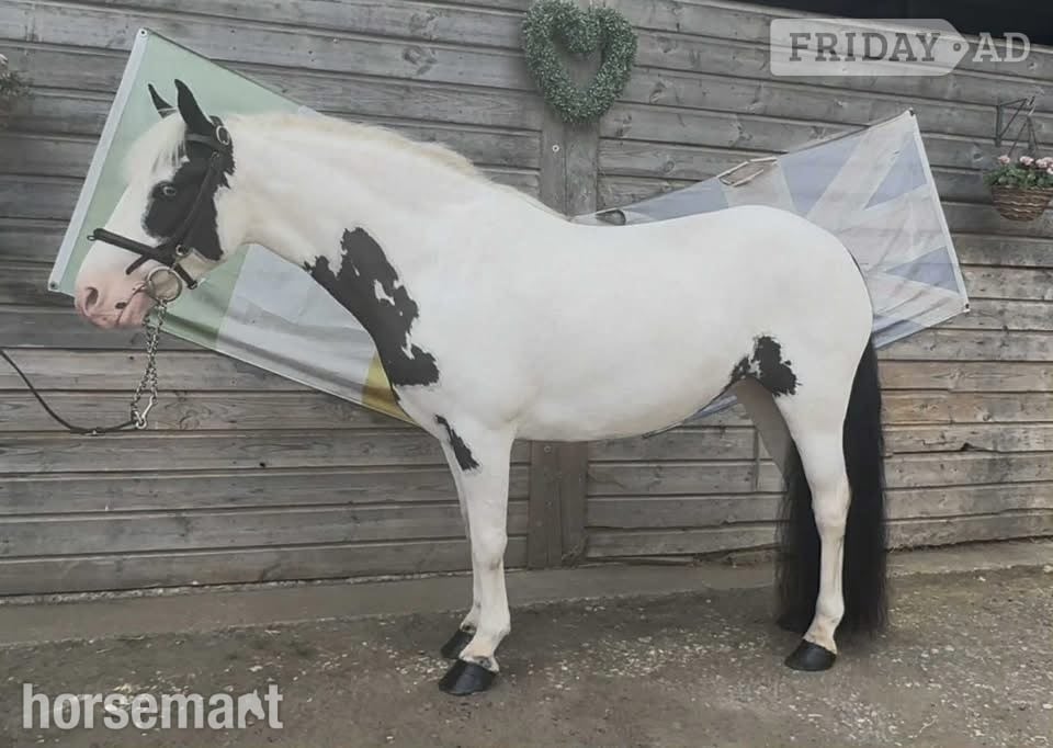 "Flossie" Coloured Mare Pony Club Pony in Haywards Heath