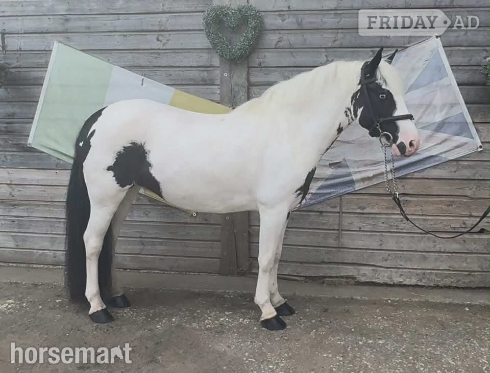 "Flossie" Coloured Mare Pony Club Pony
