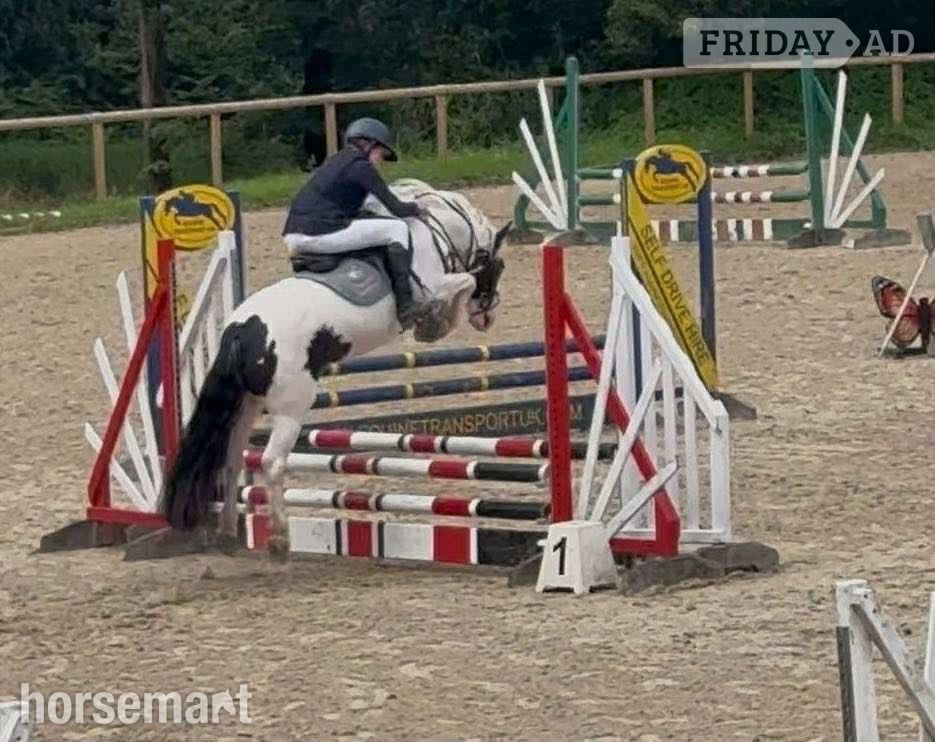 Haywards Heath "Flossie" Coloured Mare Pony Club Pony