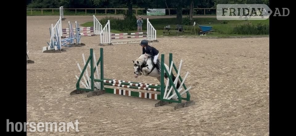 "Flossie" Coloured Mare Pony Club Pony - Horses in Haywards Heath