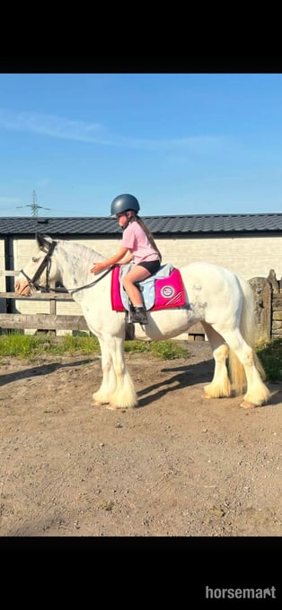 "Dottie" Blue &amp; White Mare Cob/Heavy Horse