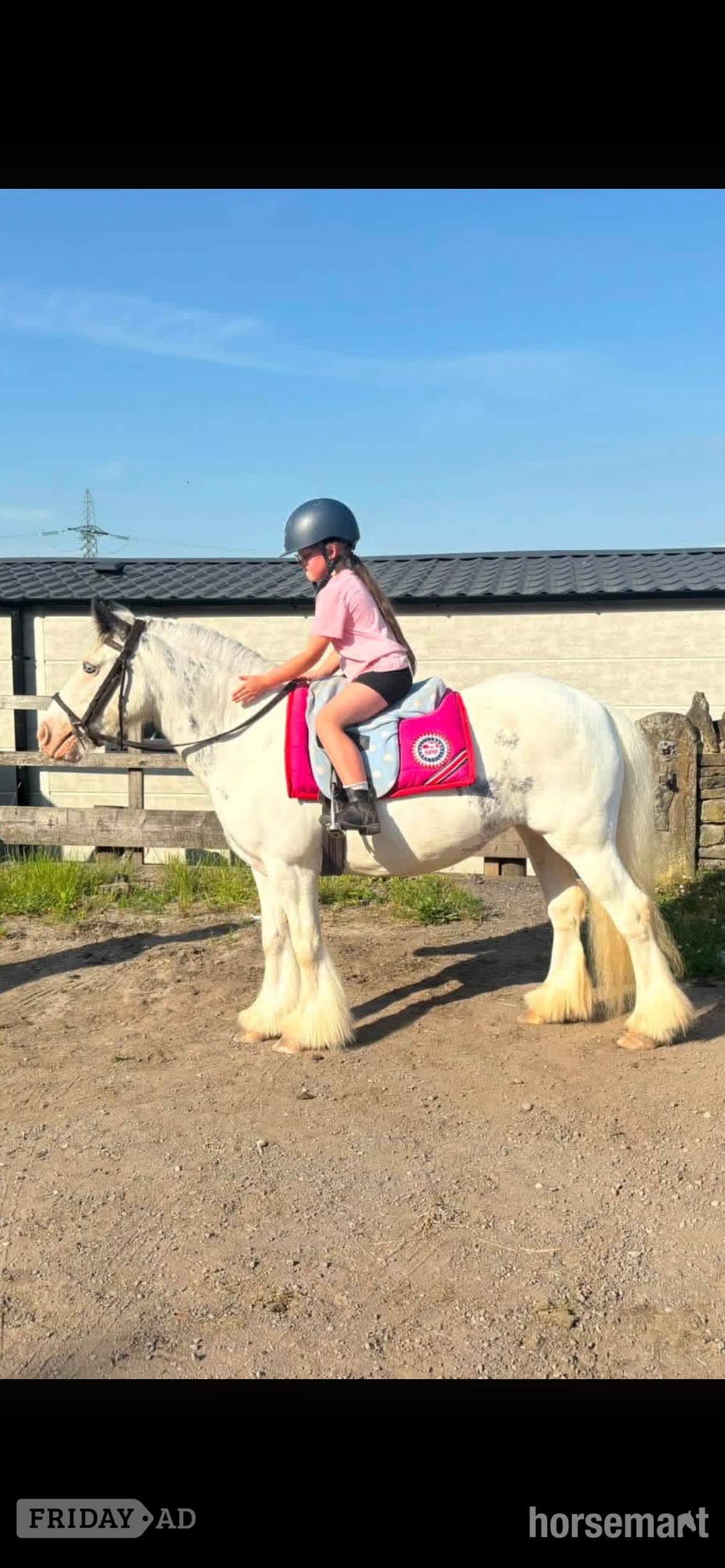 "Dottie" Blue &amp; White Mare Cob/Heavy Horse in Batley