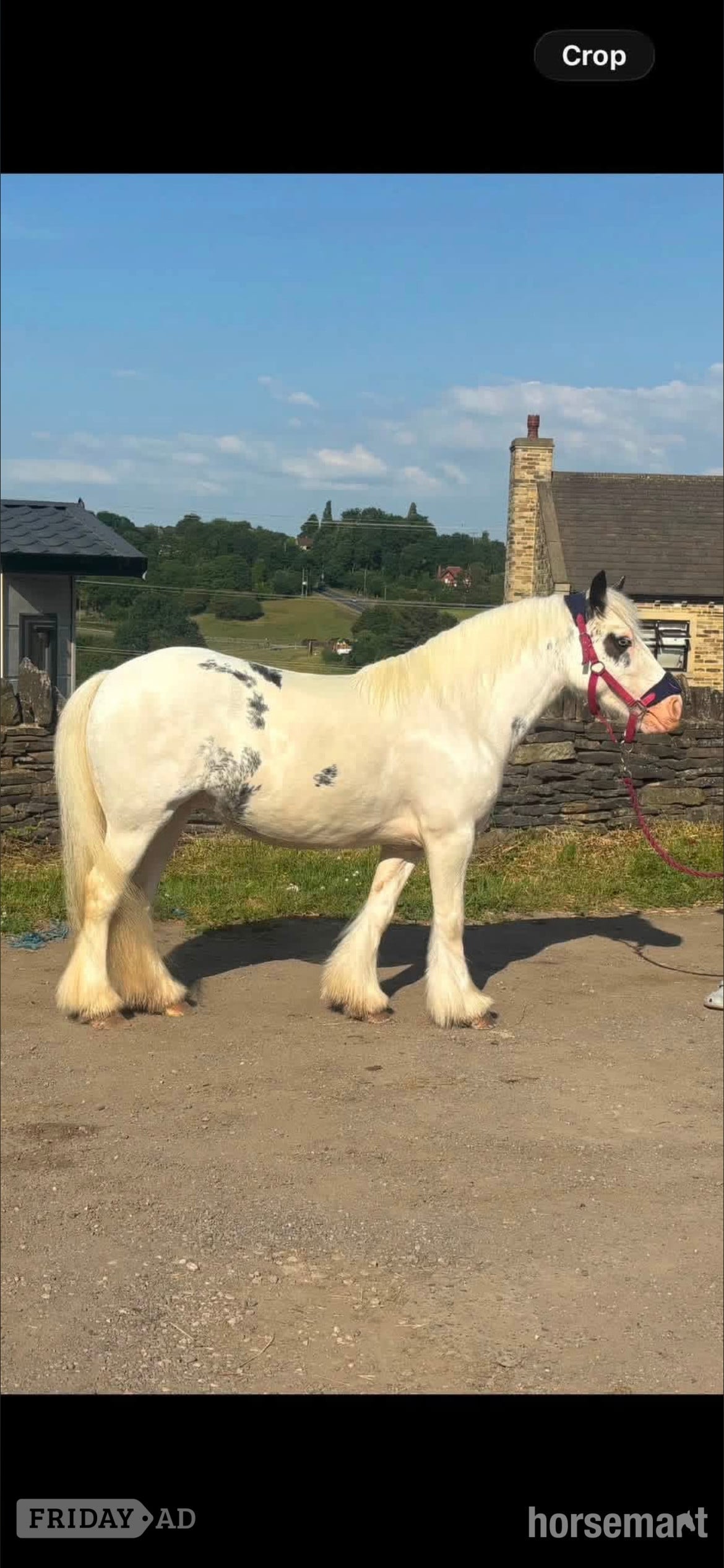 "Dottie" Blue &amp; White Mare Cob/Heavy Horse