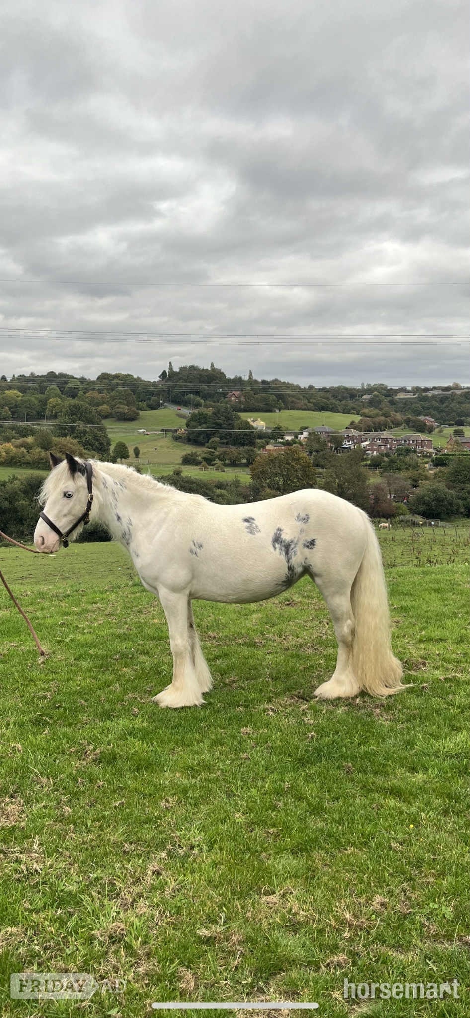 Batley "Dottie" Blue &amp; White Mare Cob/Heavy Horse