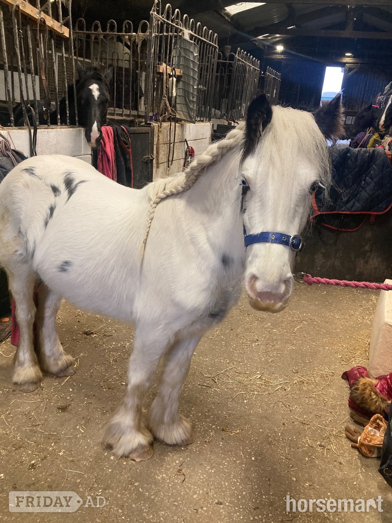 "Dottie" Blue &amp; White Mare Cob/Heavy Horse - Horses in Batley