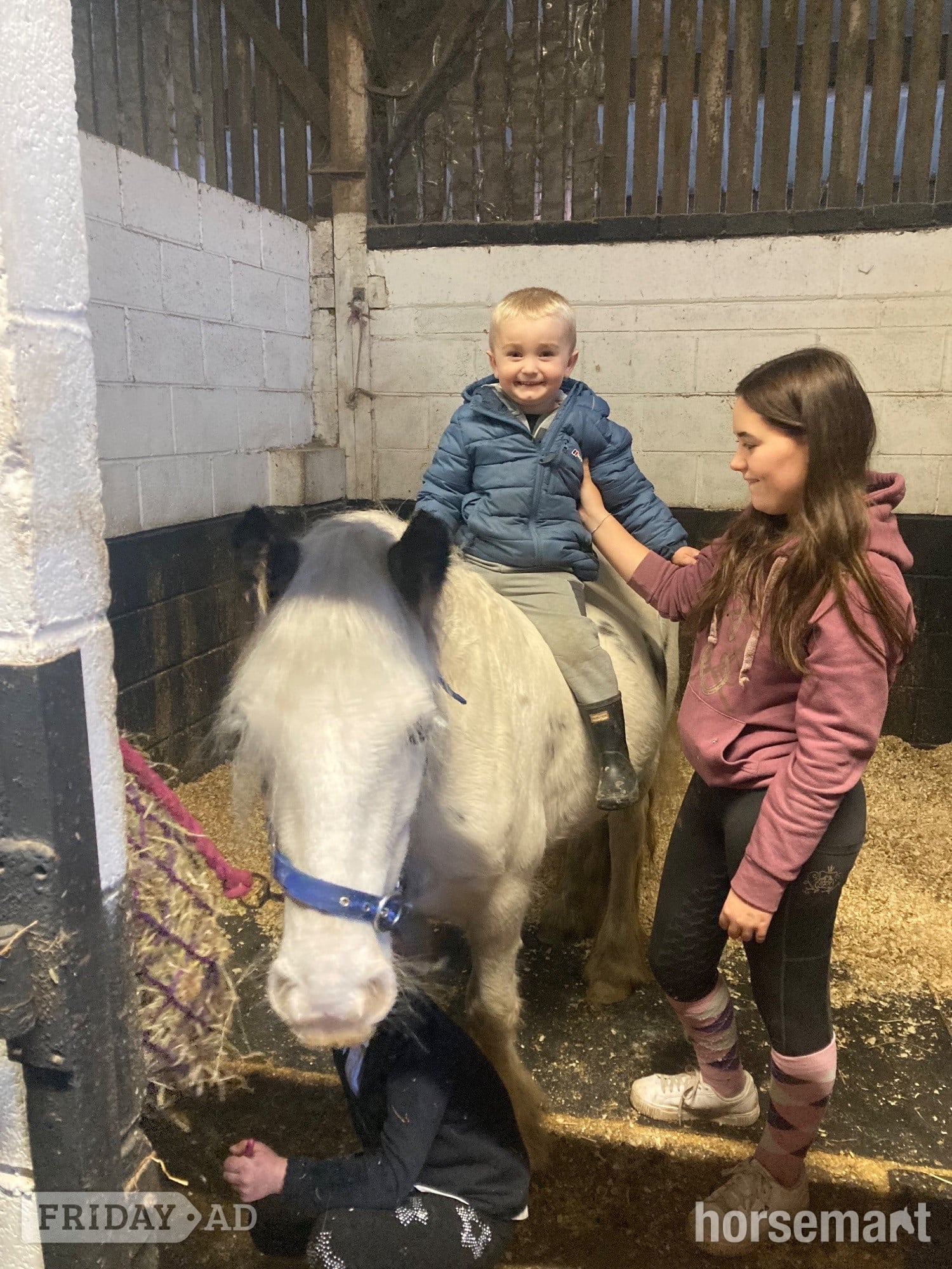 "Dottie" Blue &amp; White Mare Cob/Heavy Horse - Horses