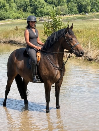 "Luna" Bay Mare Cob/Heavy Horse