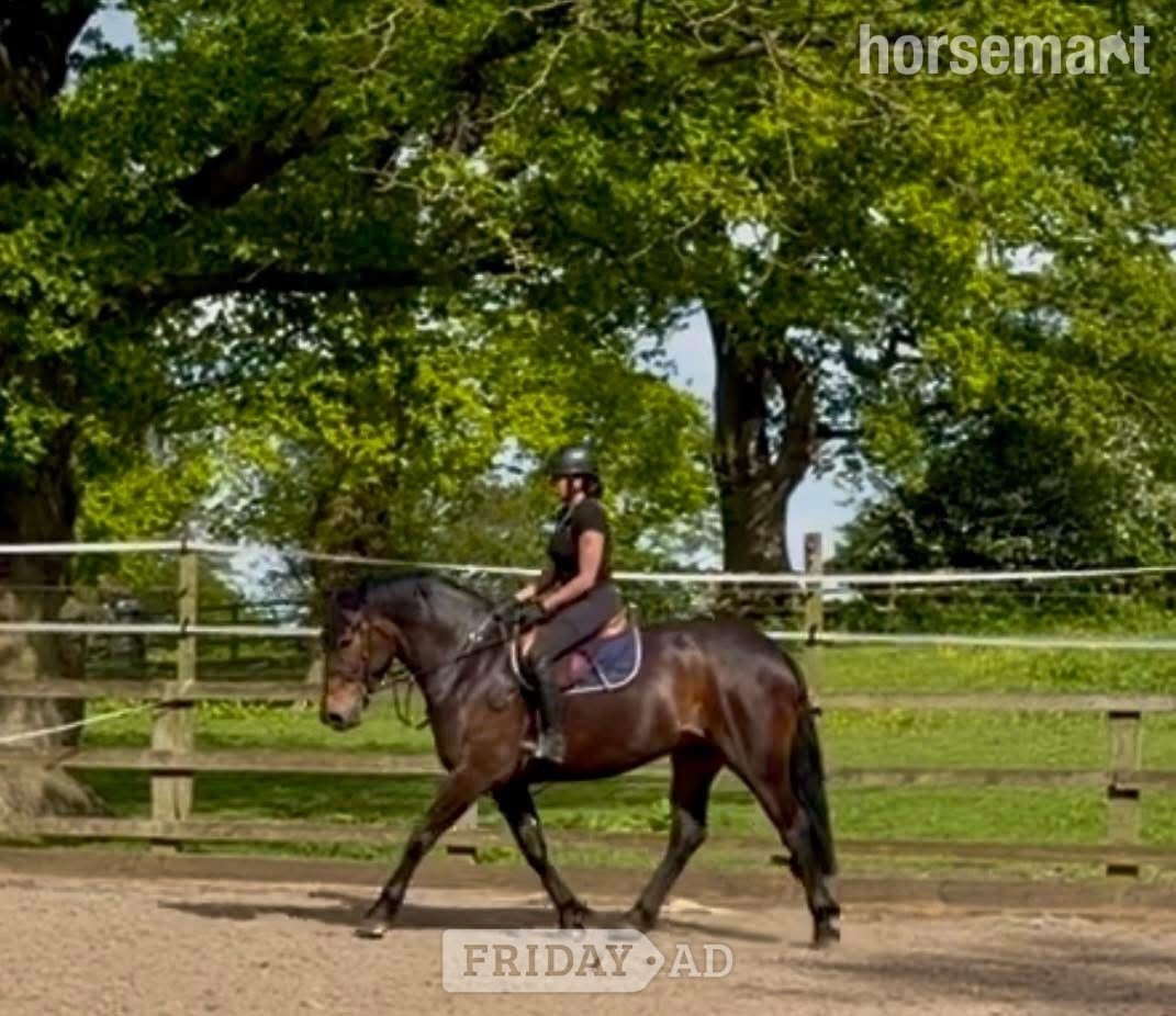 "Luna" Bay Mare Cob/Heavy Horse in Tarporley