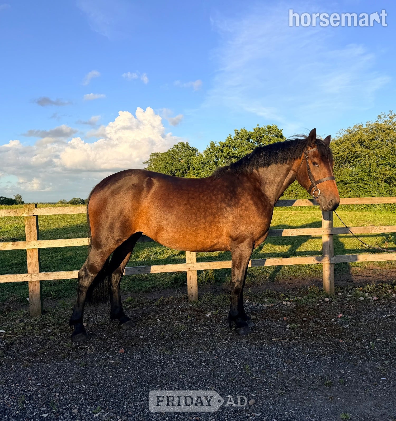 Tarporley "Luna" Bay Mare Cob/Heavy Horse