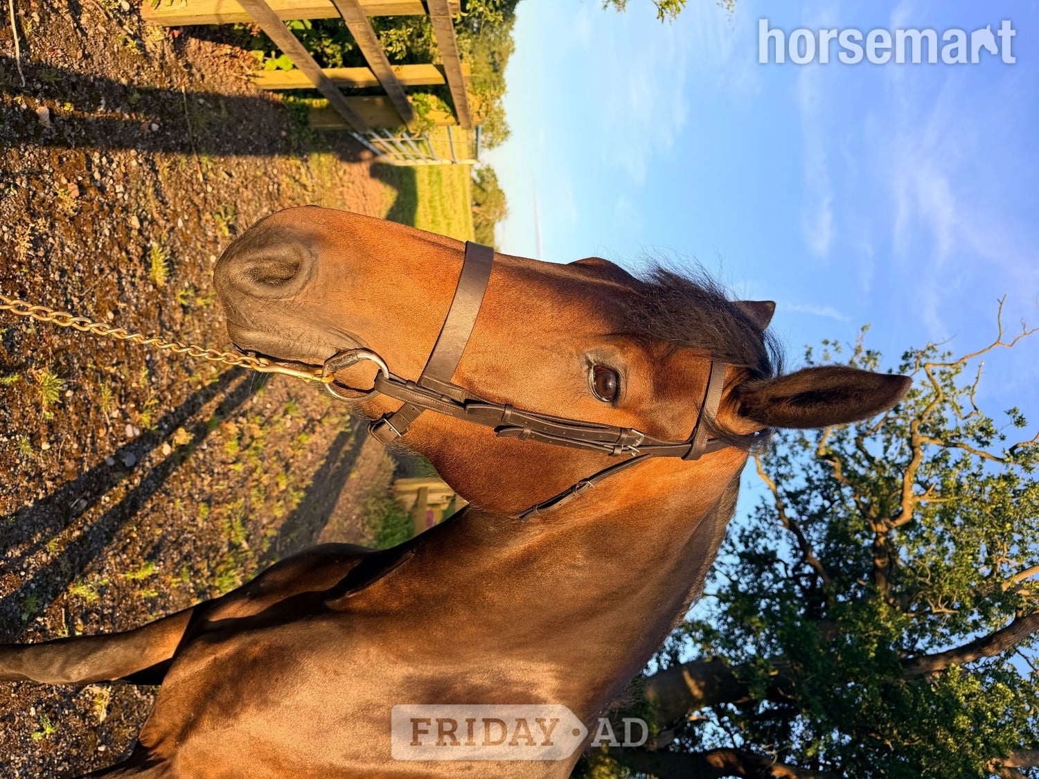 "Luna" Bay Mare Cob/Heavy Horse - Horses in Tarporley