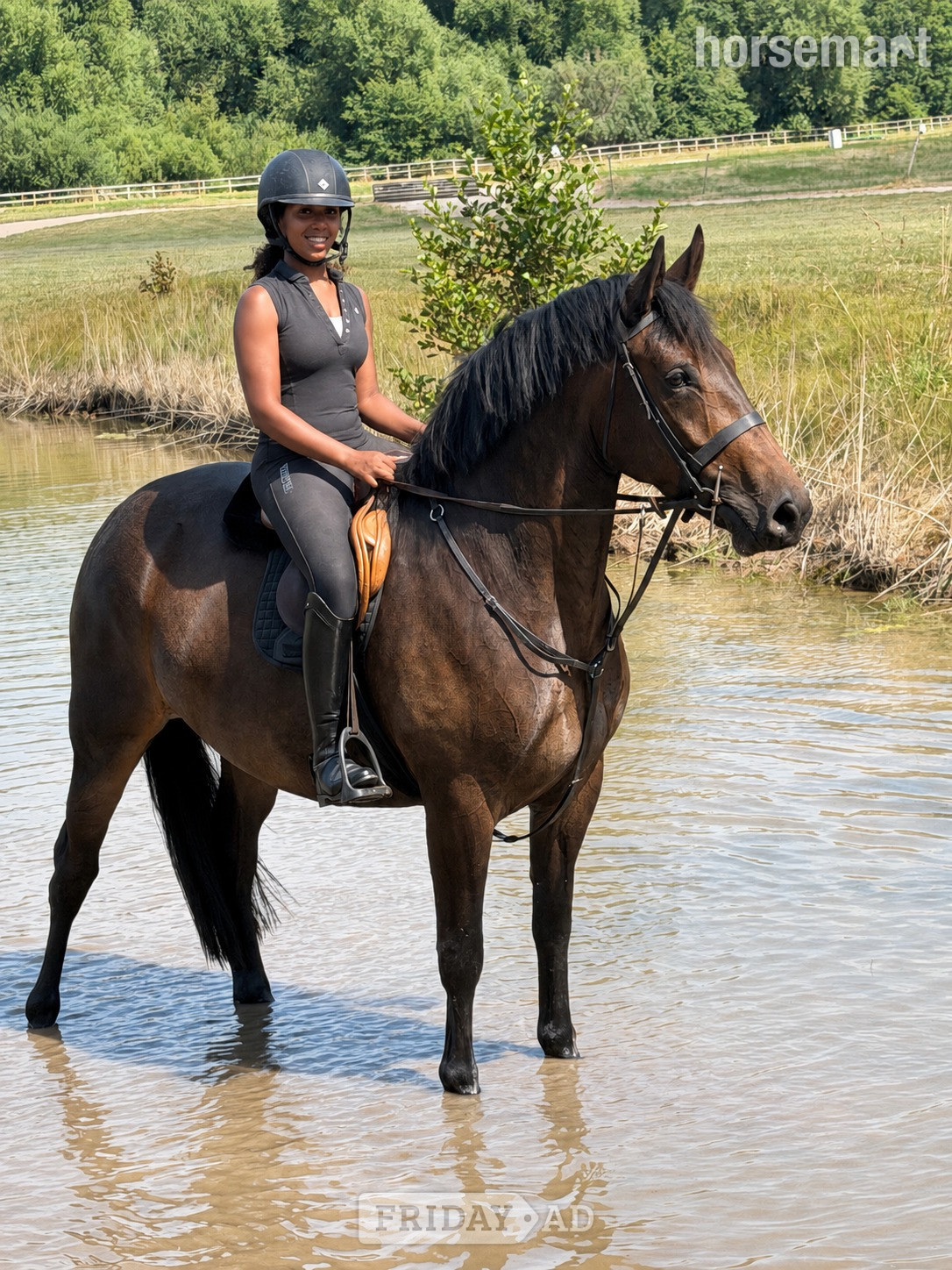 "Luna" Bay Mare Cob/Heavy Horse in Tarporley
