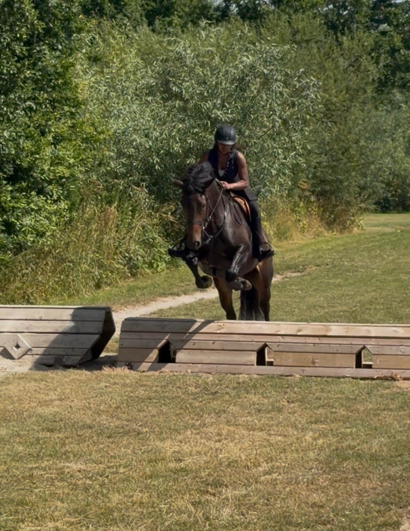 "Luna" Bay Mare Cob/Heavy Horse