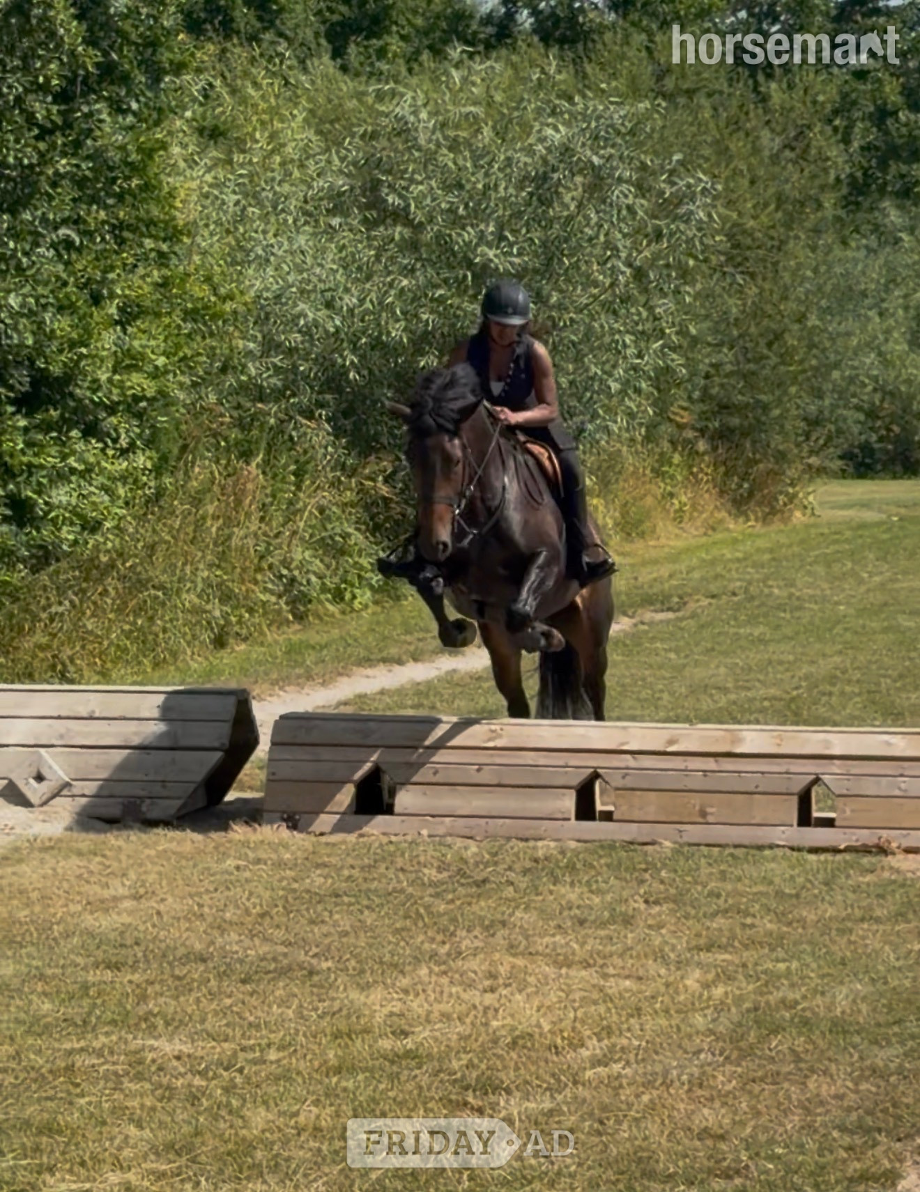 "Luna" Bay Mare Cob/Heavy Horse