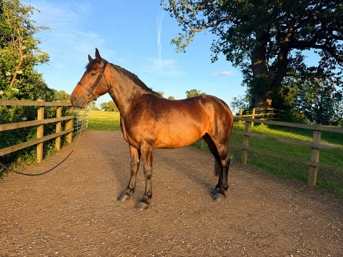 Tarporley "Luna" Bay Mare Cob/Heavy Horse