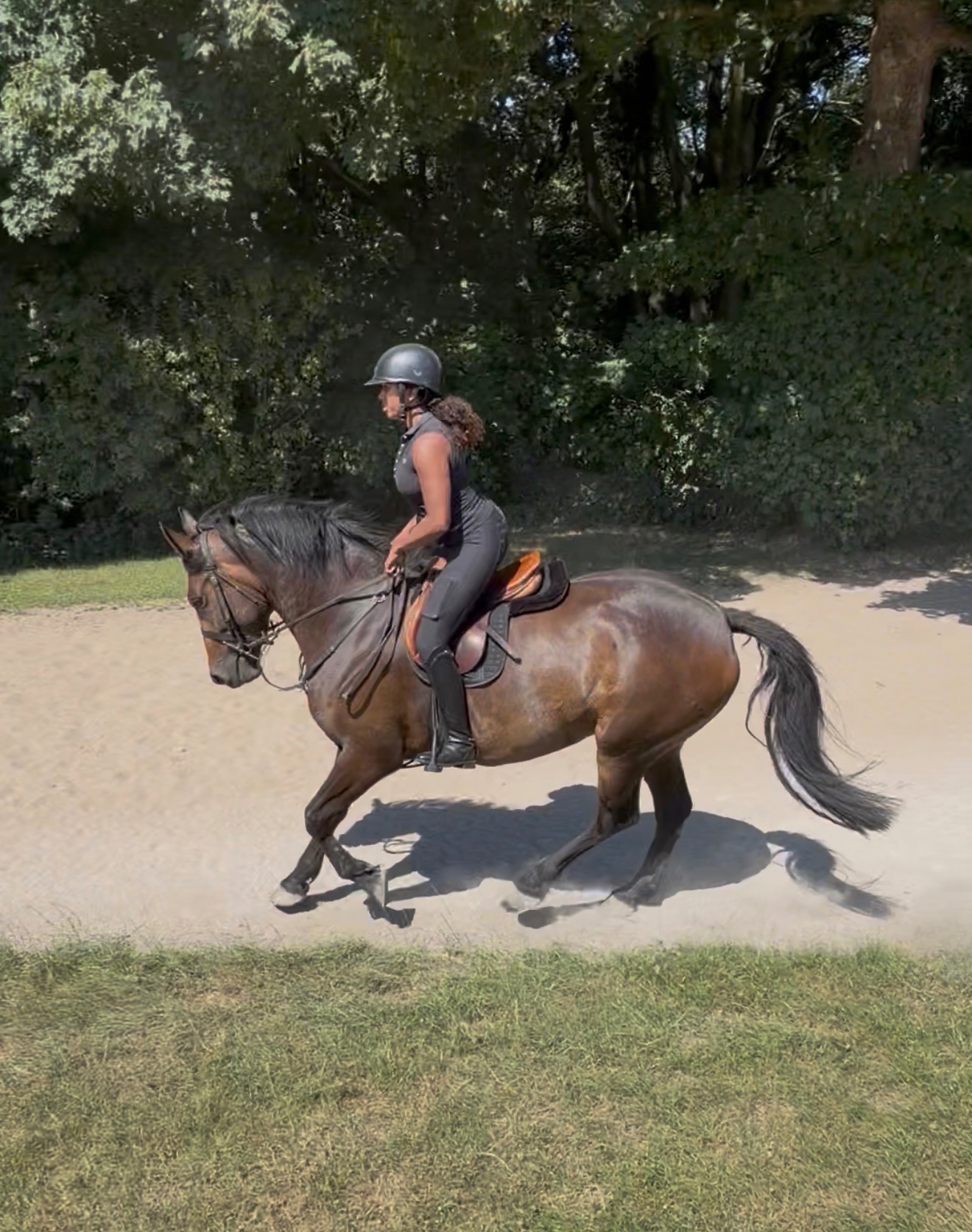 "Luna" Bay Mare Cob/Heavy Horse - Horses in Tarporley
