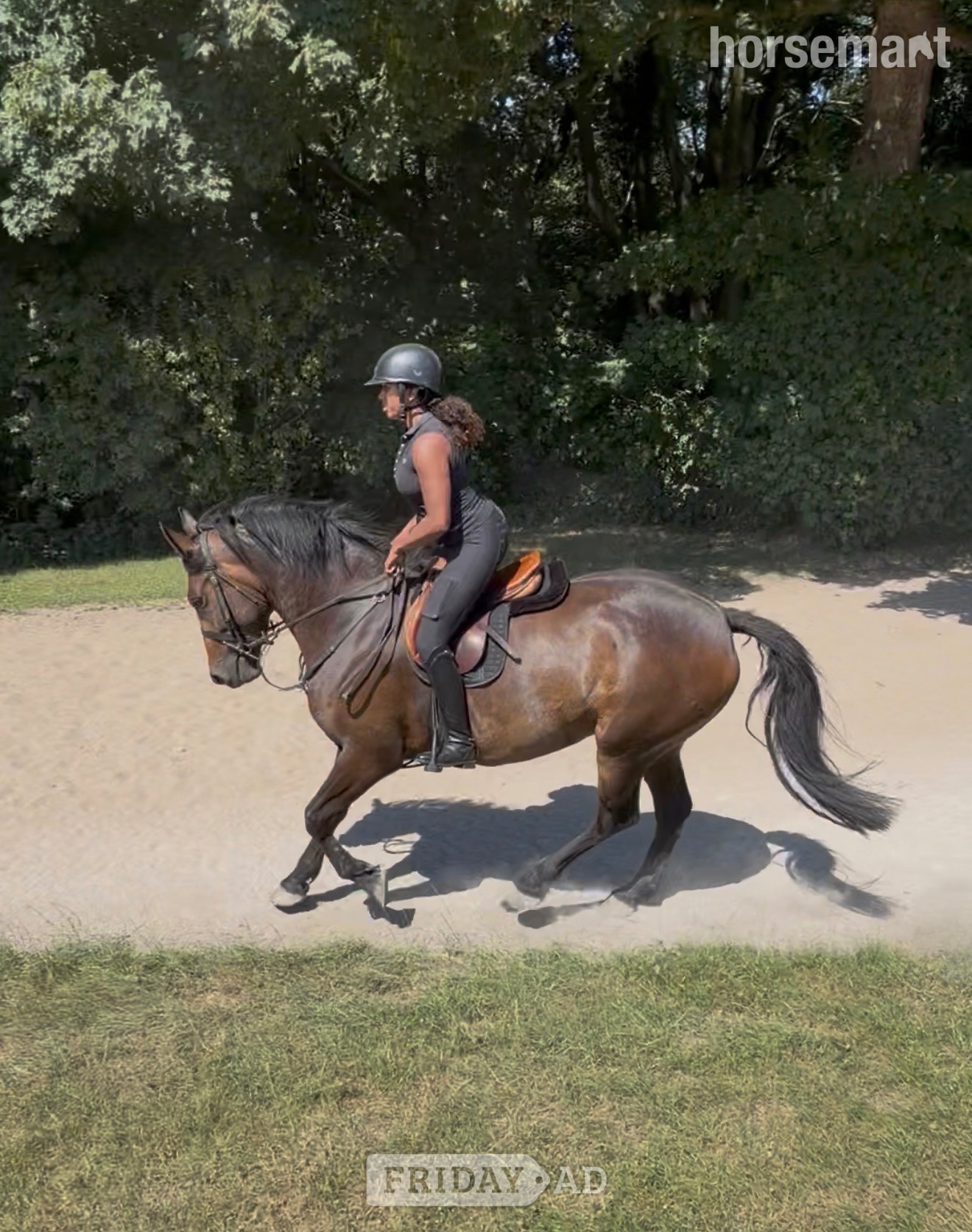 "Luna" Bay Mare Cob/Heavy Horse - Horses in Tarporley