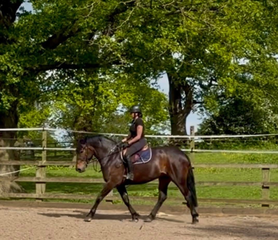 "Luna" Bay Mare Cob/Heavy Horse - Horses