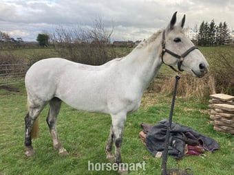 "Flintstar" Grey Gelding Riding Club Horse