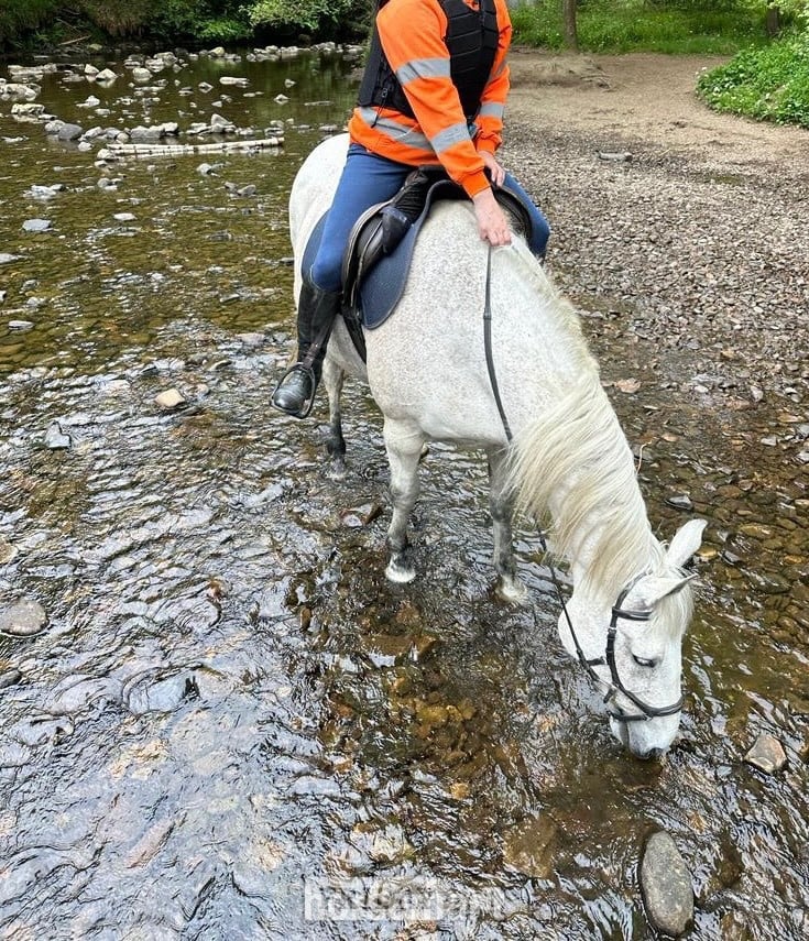 Butterknowle "Flintstar" Grey Gelding Riding Club Horse