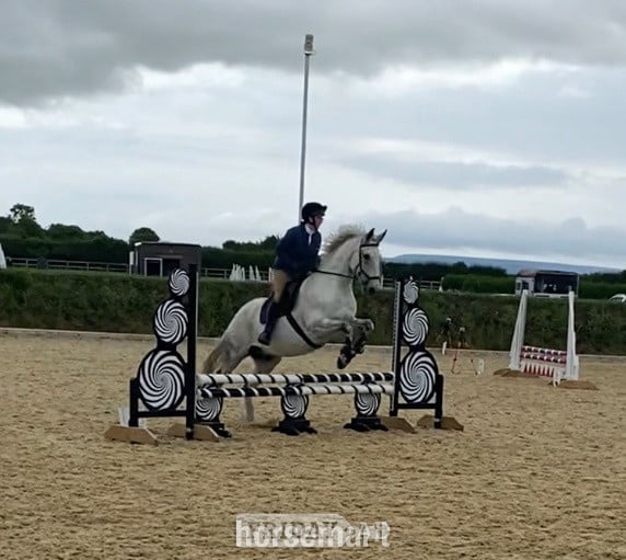 "Flintstar" Grey Gelding Riding Club Horse