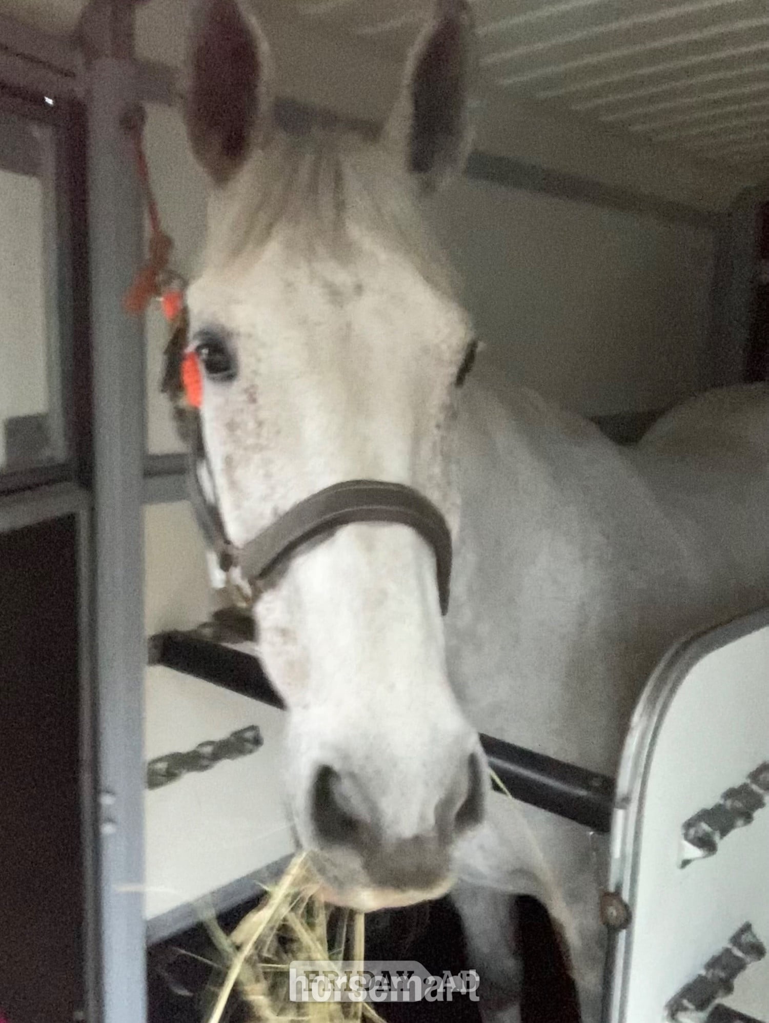 "Flintstar" Grey Gelding Riding Club Horse - Horses in Butterknowle