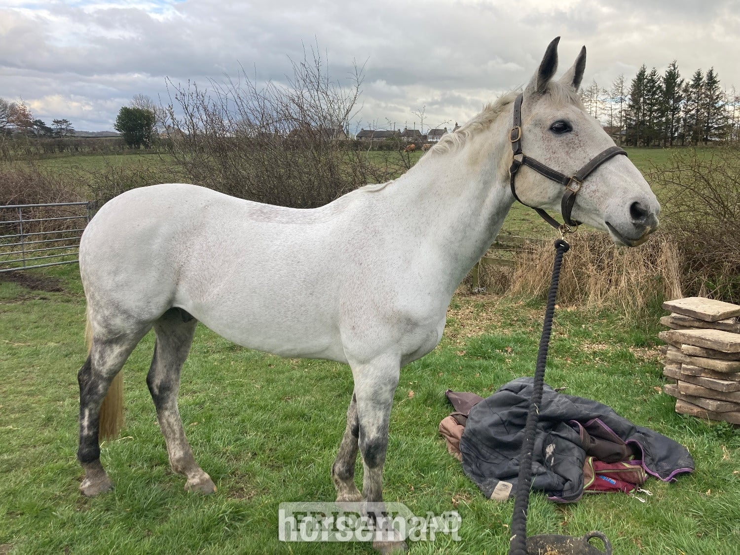"Flintstar" Grey Gelding Riding Club Horse in Butterknowle
