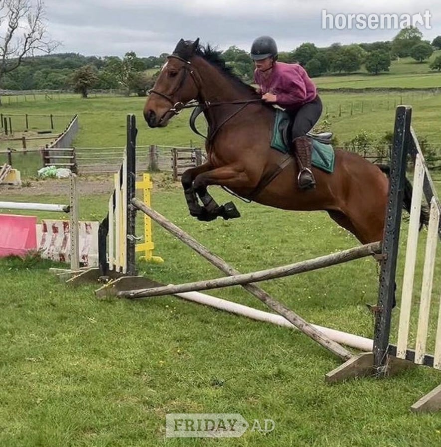"Robbie" Bay Gelding Happy Hacker
