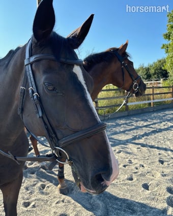 "Mare"  Mare Broodmare