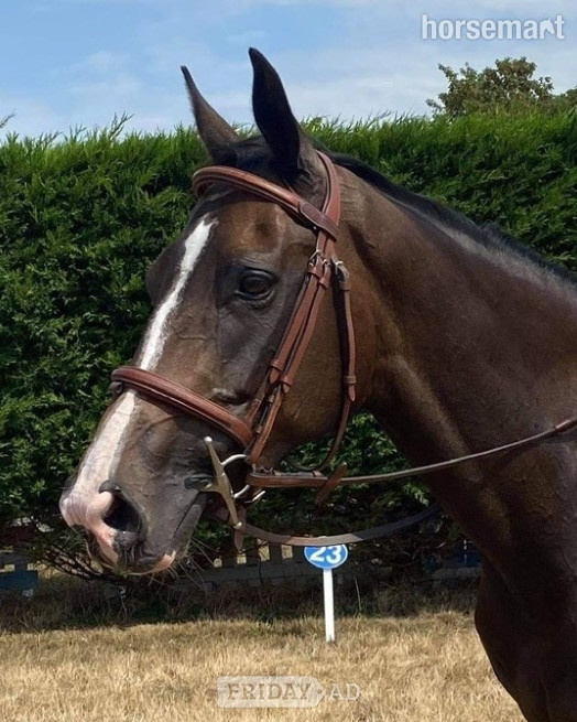 "Mare"  Mare Broodmare