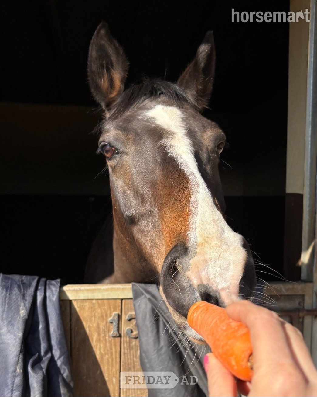Wineham "Mare"  Mare Broodmare