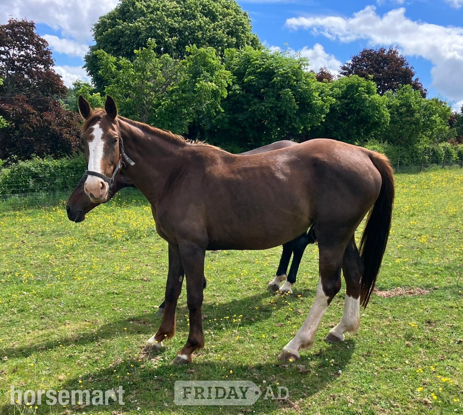 "Horse"  Mare All Rounder in Crediton