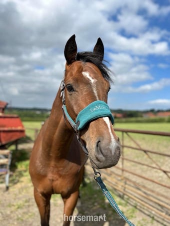 "Oscar" Bay Gelding Ex Racehorse