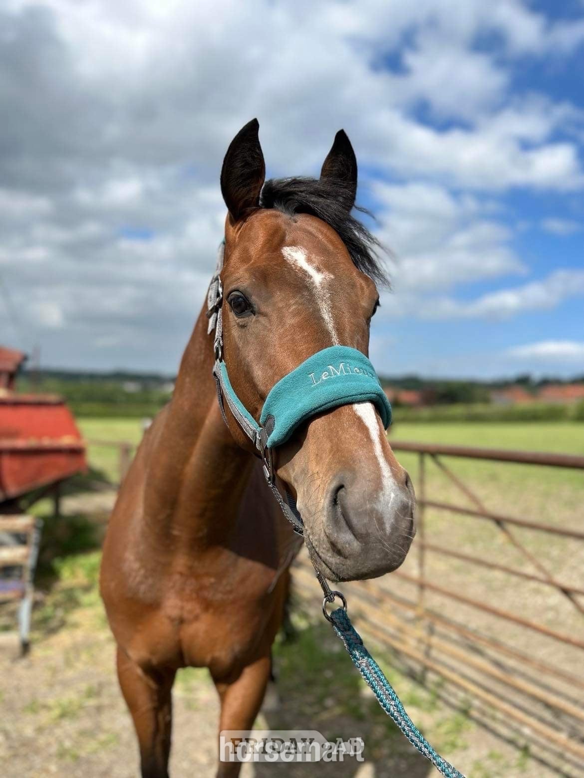 "Oscar" Bay Gelding Ex Racehorse in Chesterfield