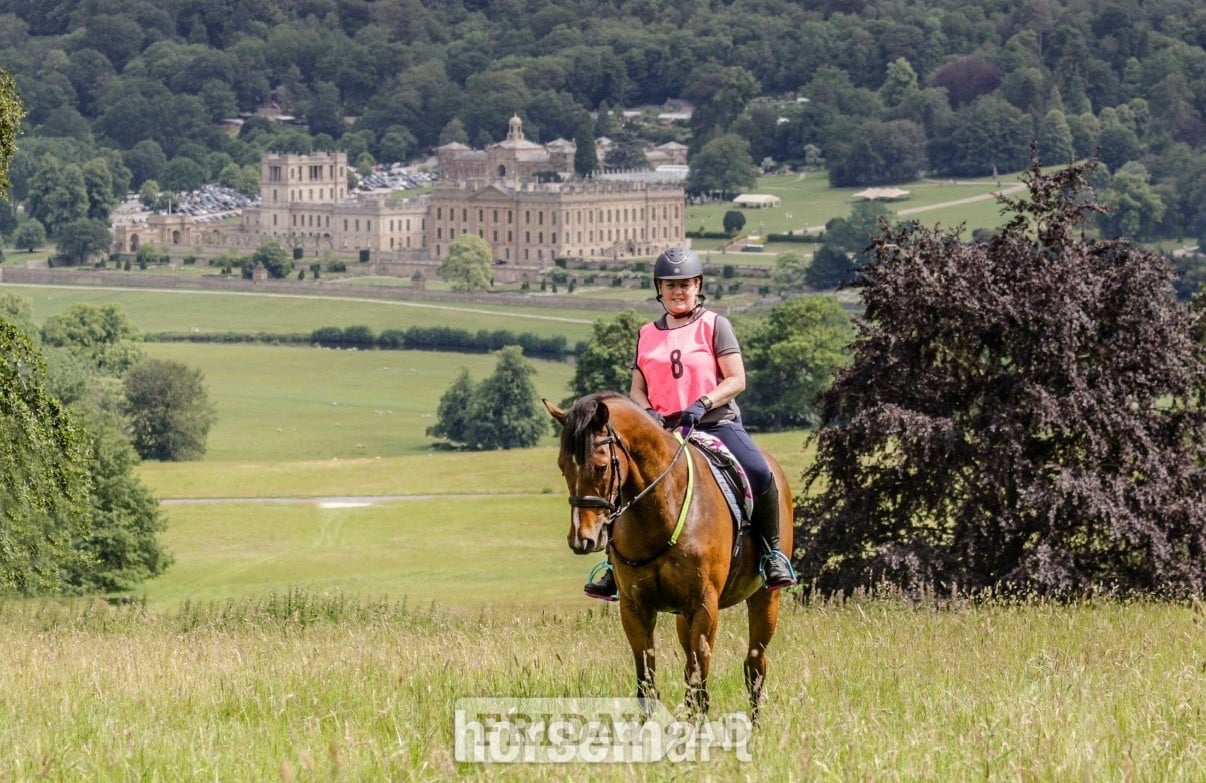 "Oscar" Bay Gelding Ex Racehorse
