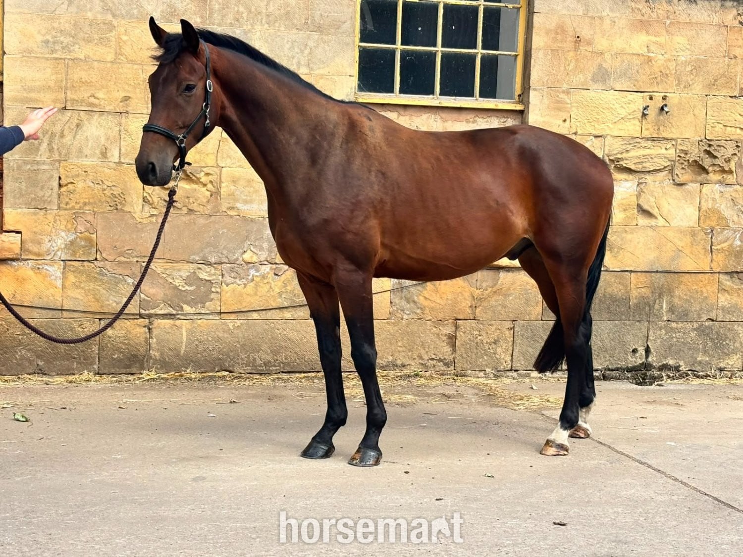 "SPS Magnetic Definition " Bay Gelding Young Sport Horse in Pontefract