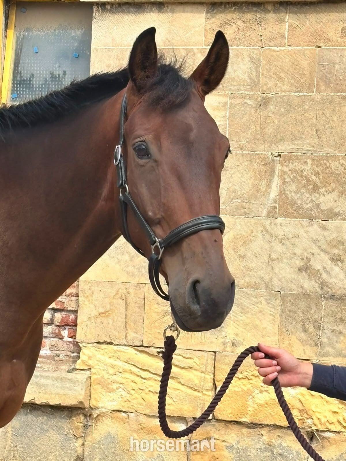 "SPS Magnetic Definition " Bay Gelding Young Sport Horse