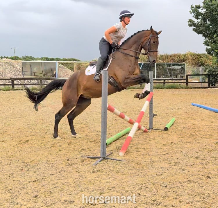 Pontefract "SPS Magnetic Definition " Bay Gelding Young Sport Horse
