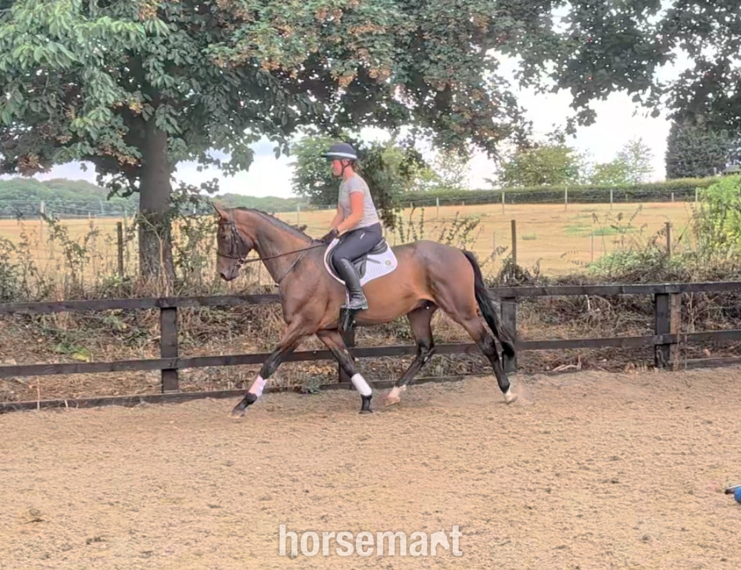 "SPS Magnetic Definition " Bay Gelding Young Sport Horse - Horses in Pontefract