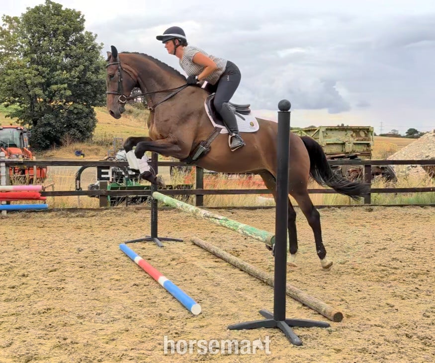 "SPS Magnetic Definition " Bay Gelding Young Sport Horse - Horses