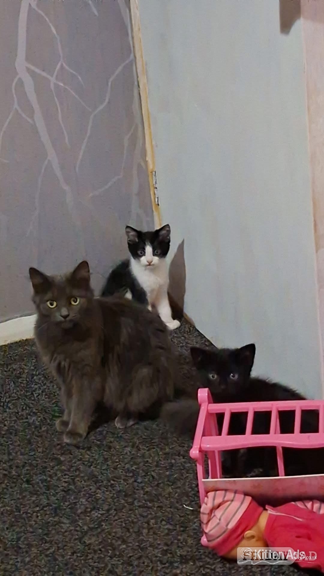 2 kittens for sale  in Derby