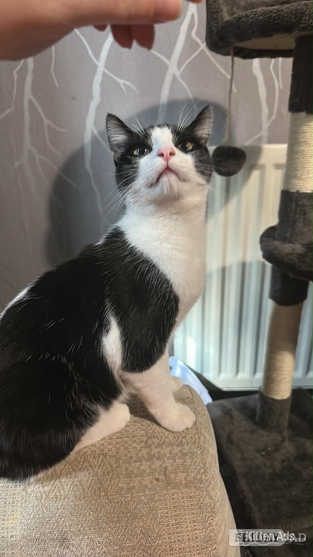 Derby 2 kittens for sale 
