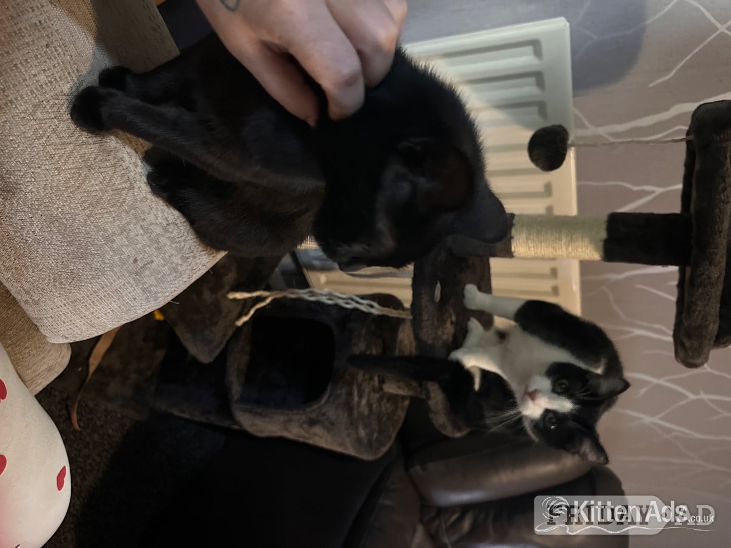 2 kittens for sale  - Cats & Kittens in Derby