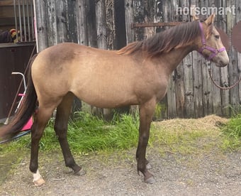"The Custard Tart" Chocolate Dun Filly Youngstock / Foal