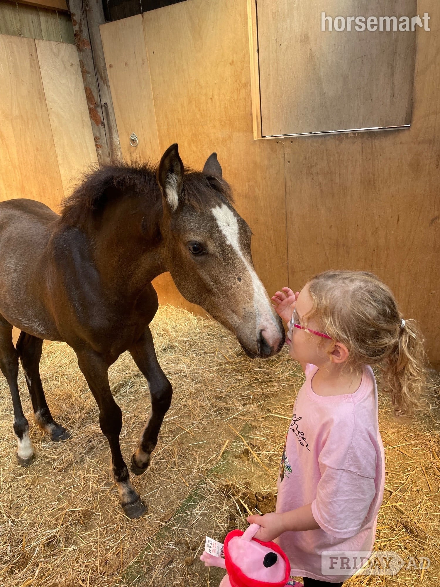 "The Custard Tart" Chocolate Dun Filly Youngstock / Foal - Horses in Stafford
