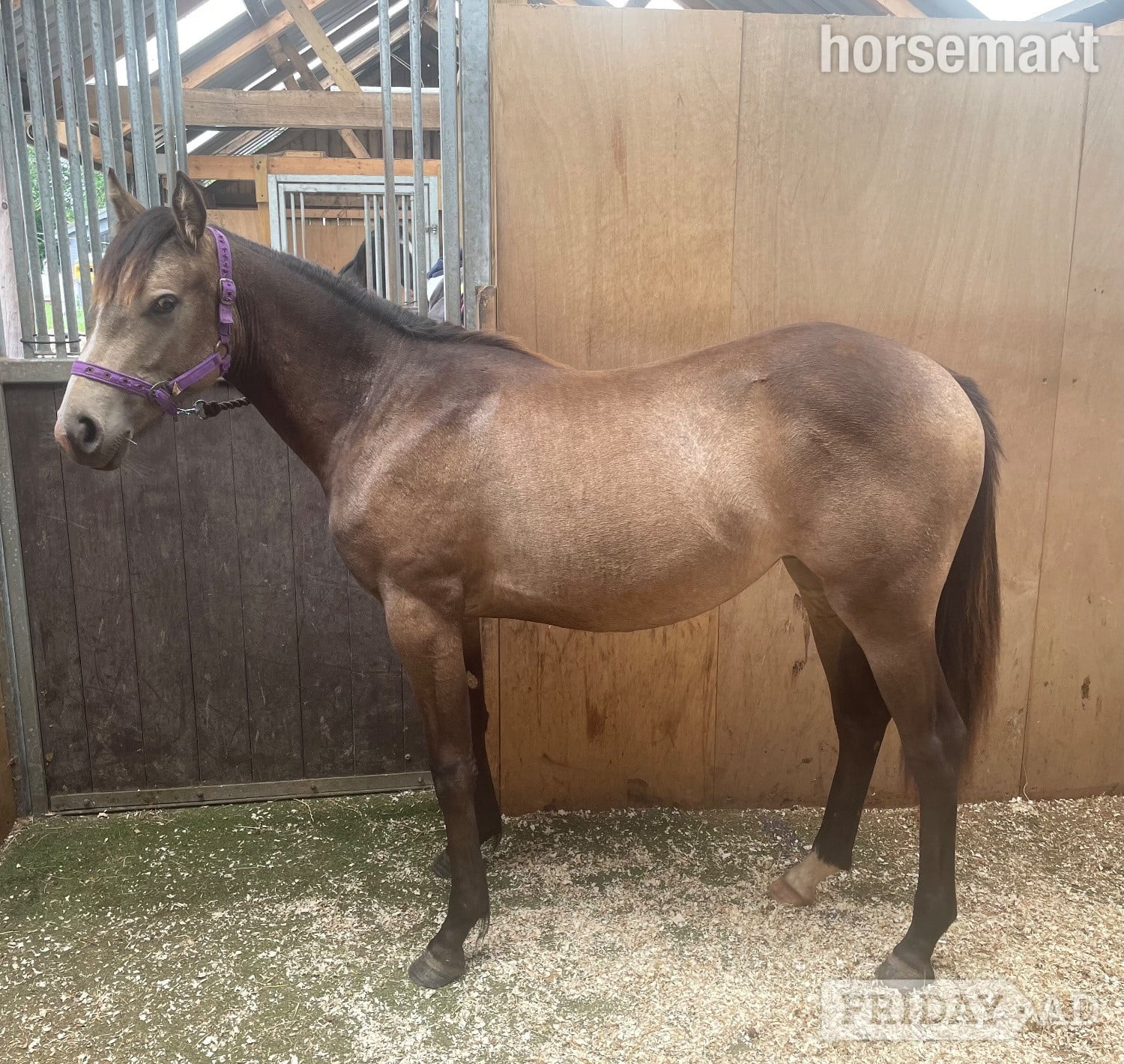 Stafford "The Custard Tart" Chocolate Dun Filly Youngstock / Foal
