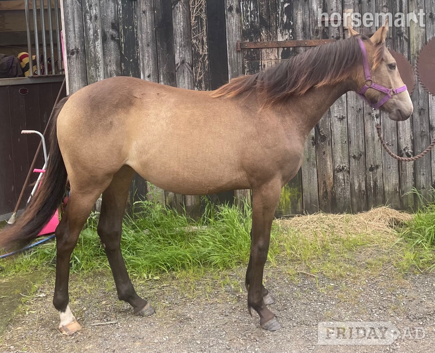 "The Custard Tart" Chocolate Dun Filly Youngstock / Foal in Stafford