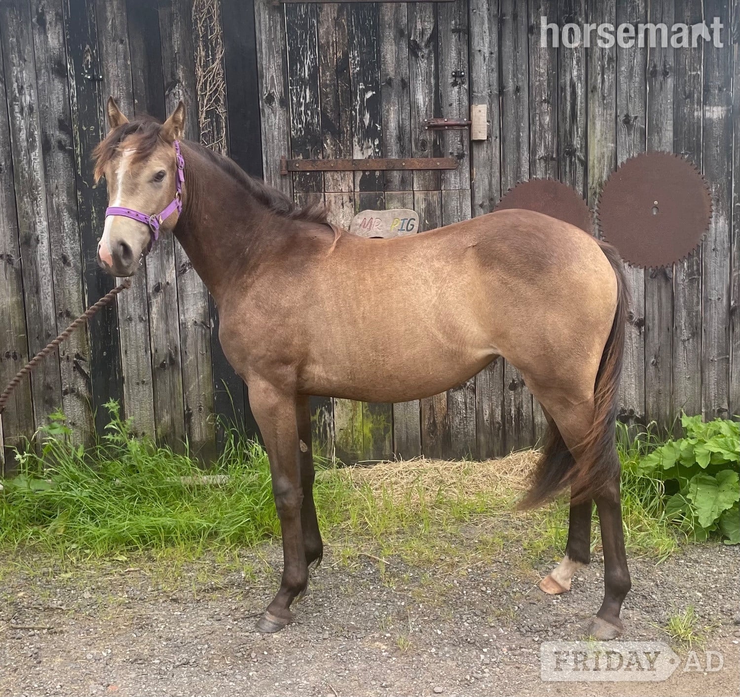 "The Custard Tart" Chocolate Dun Filly Youngstock / Foal