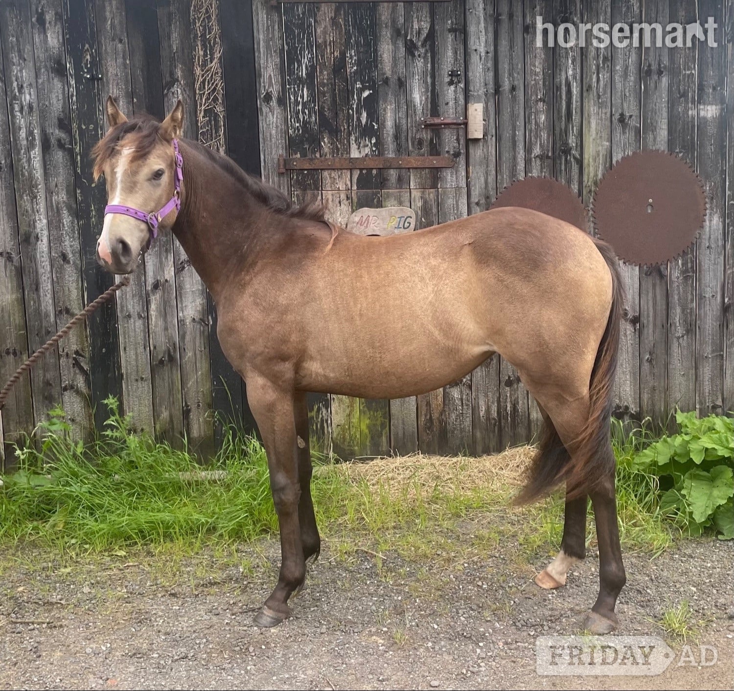 "The Custard Tart" Chocolate Dun Filly Youngstock / Foal