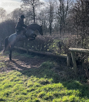 "Alfie" Blue Roan Gelding All Rounder