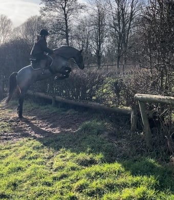 "Alfie" Blue Roan Gelding All Rounder